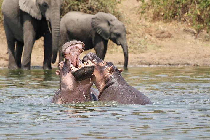 Kazinga Fluss Safari/ Queen Elizabeth Nationalalpark