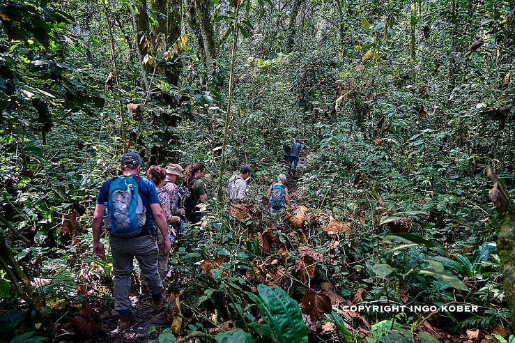 Schimpansen Tracking im Kibale Forest
