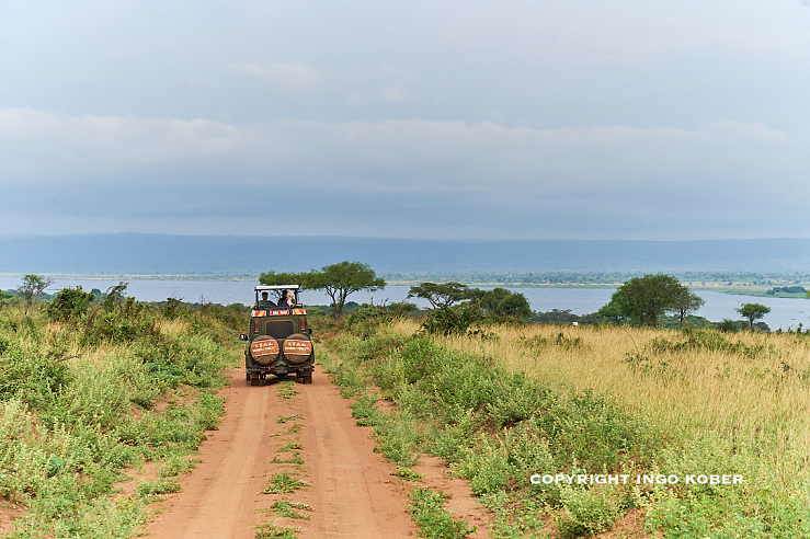 Safari auf dem Albert Track/ Murchison Nationalpark