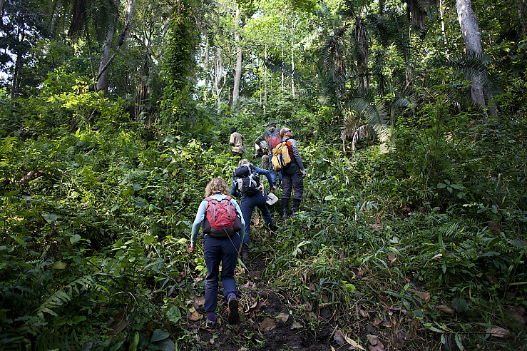 Gorilla Pirsch im Bwindi Forest